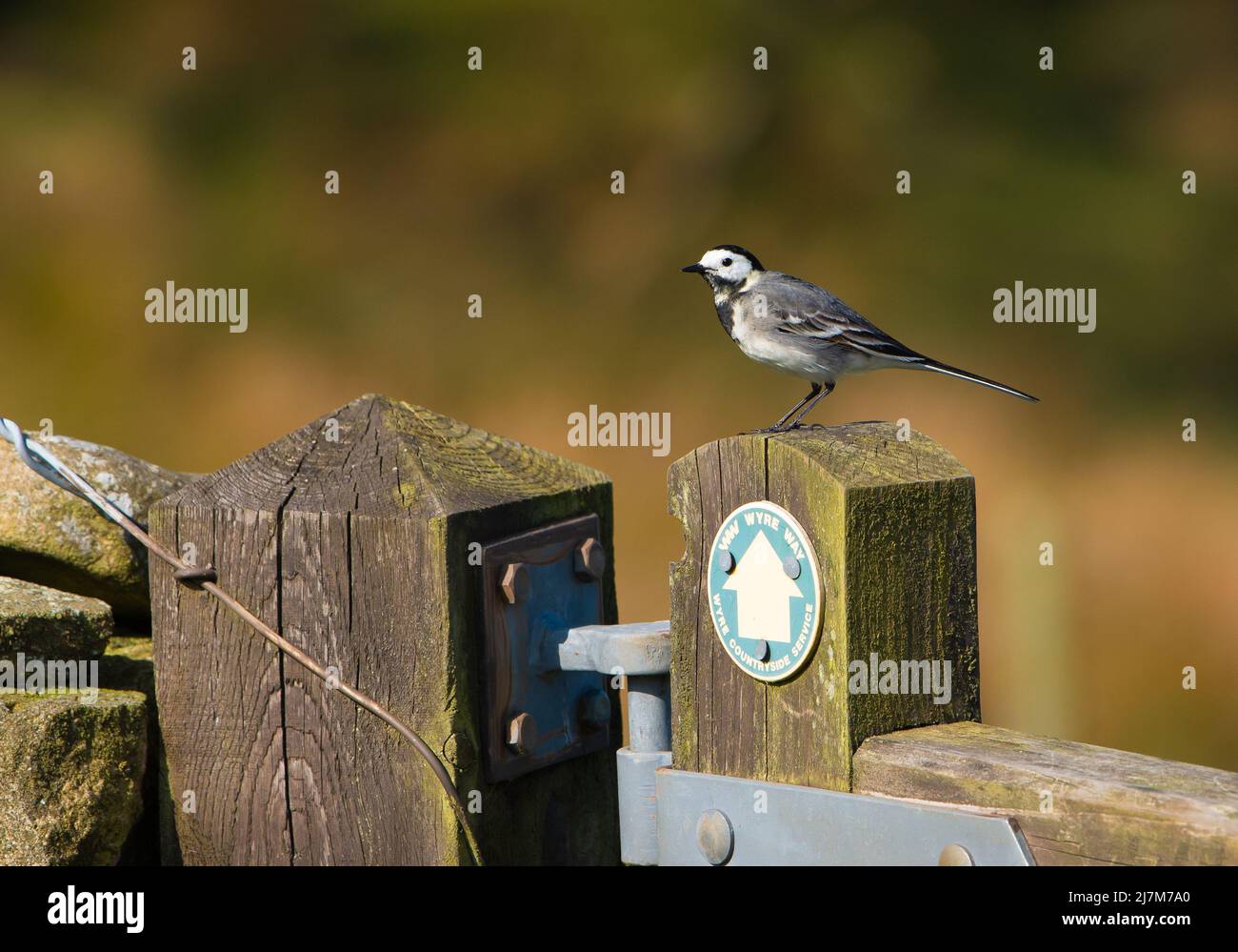 A Pied Wagtail perched on a wooden gate, Marshaw, Lancaster, Lancashire, UK Stock Photo
