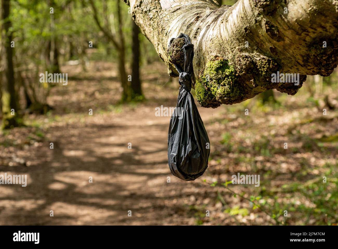 A dog poo bag hung on a tree, Arnside, Milnthorpe, Cumbria, UK Stock Photo