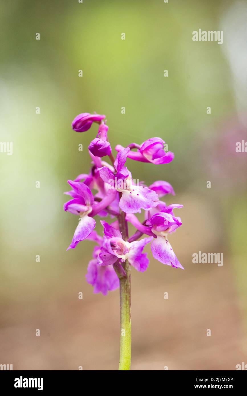 An Early Purple Orchid,  Arnside, Milnthorpe, Cumbria, UK Stock Photo