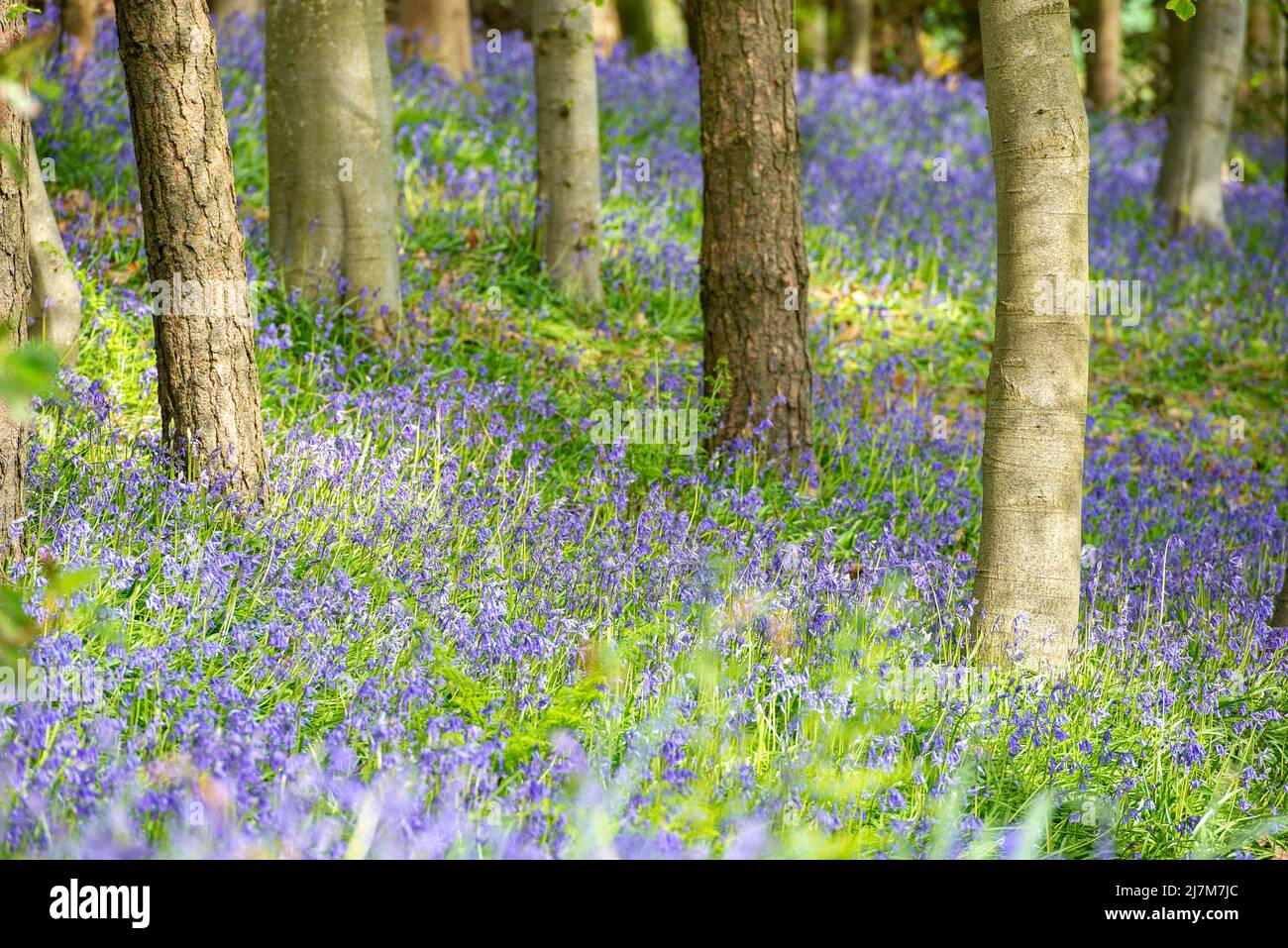 A bluebell wood, Chipping, Preston, Lancashire, UK. Stock Photo