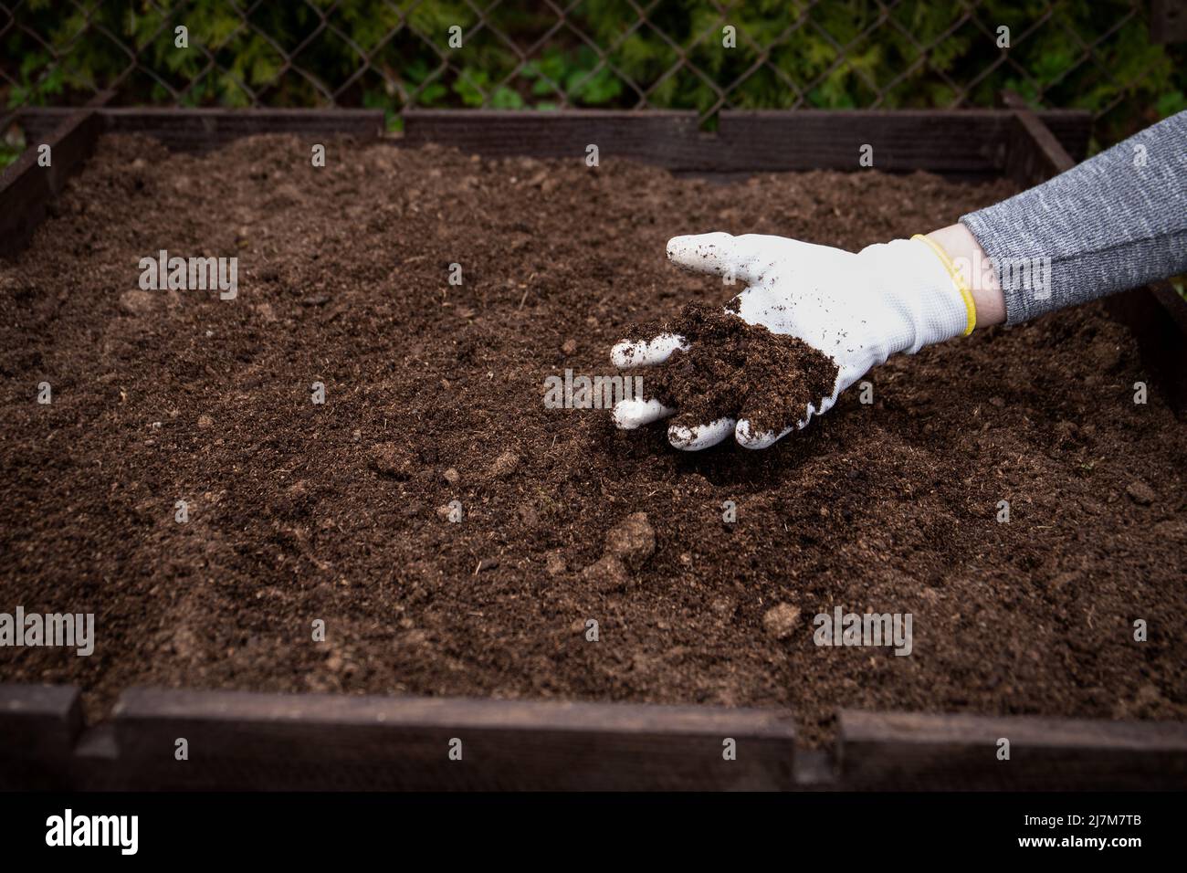 Preparing for garden work in spring, soil in a hand. Wooden box for