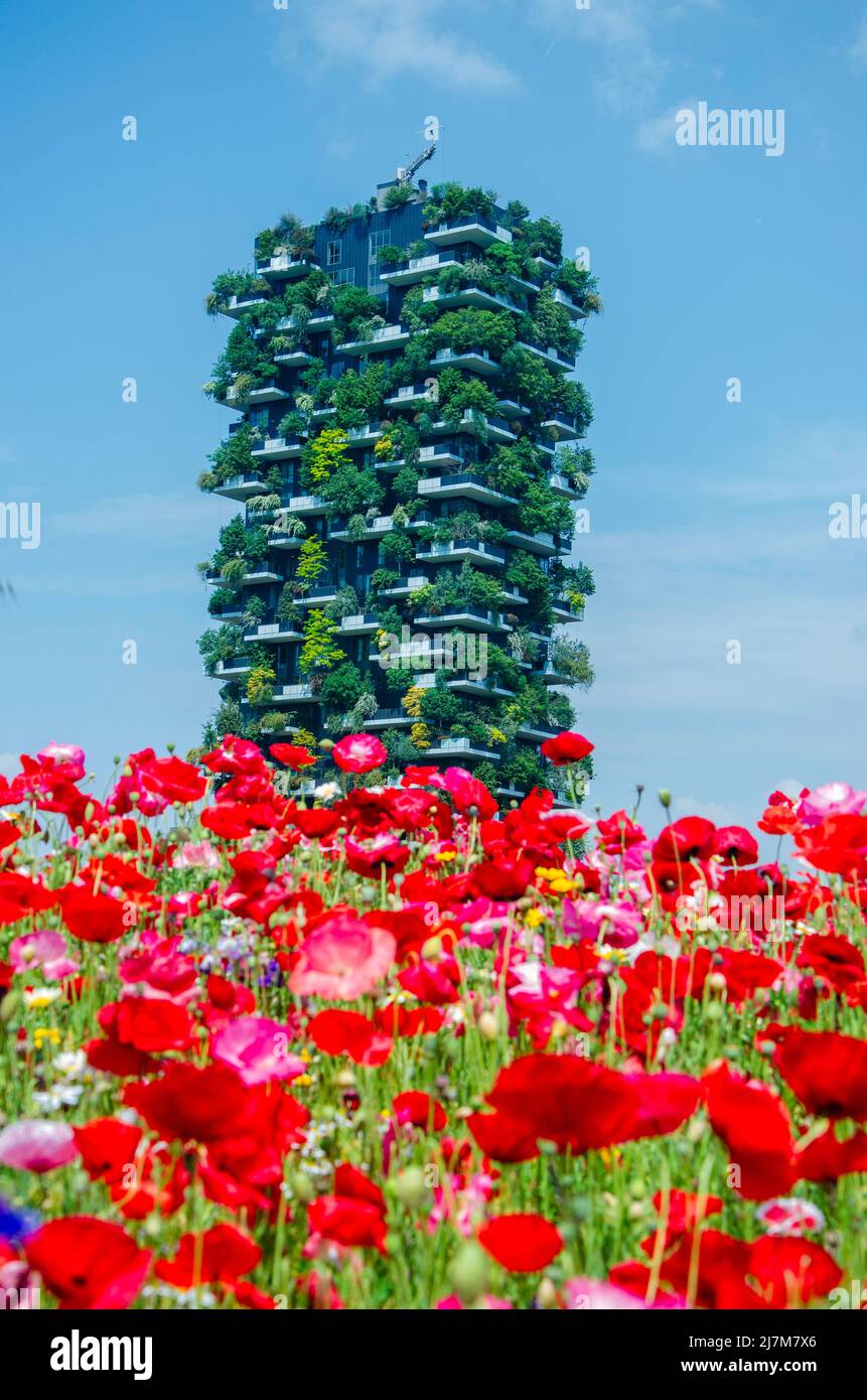 Bosco Verticale seen from the Biblioteca degli Alberi (BAM), park. Flowering fields. Milan. Italy Stock Photo