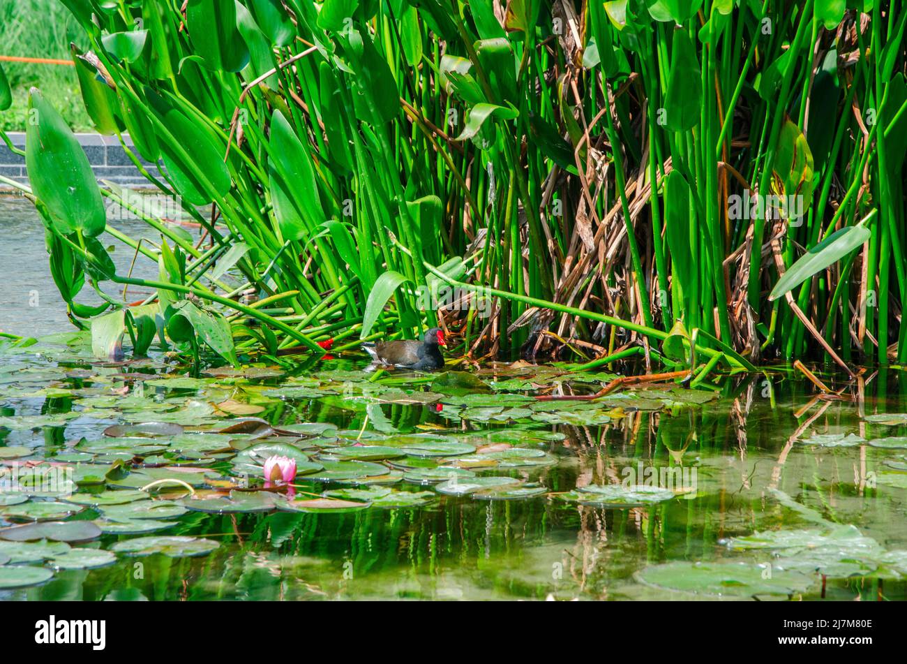 Black duck red beak swimming in pond, near a lotus flower. Flora and  nature. BAM, Biblioteca degli alberi, Milano. italy Stock Photo - Alamy