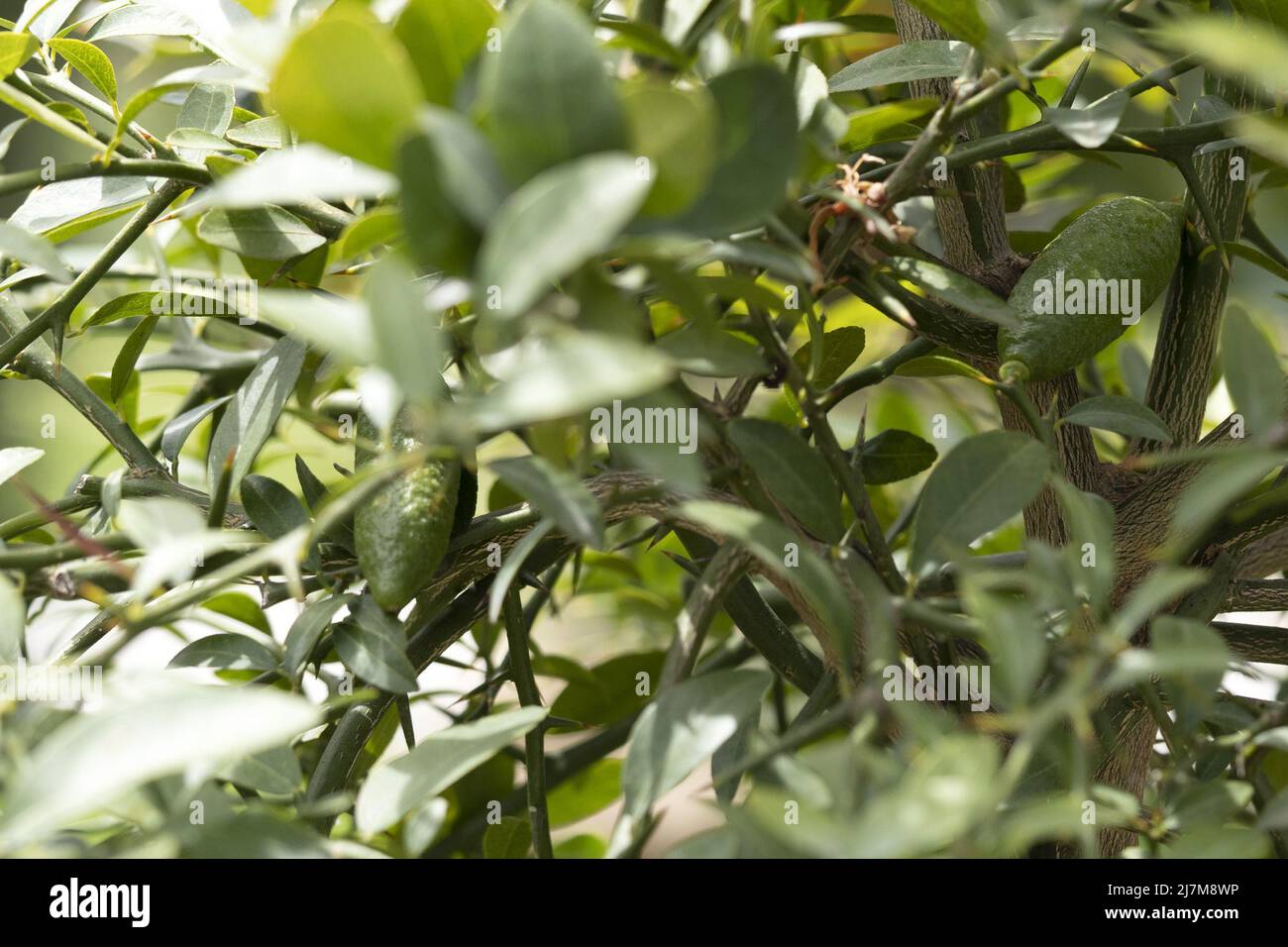 finger lime plant and fruit detail Stock Photo Alamy