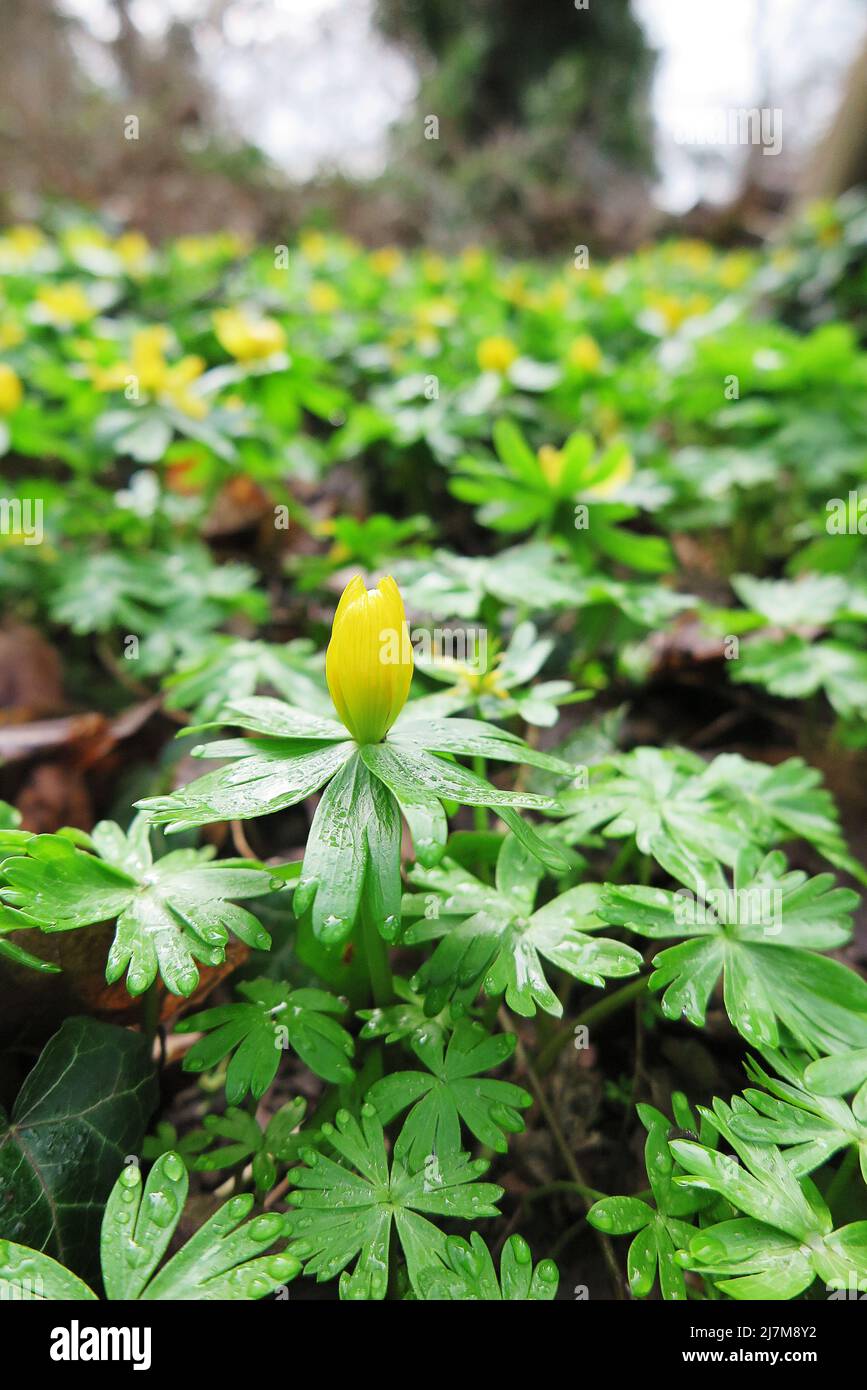 The mat-forming green foliage and yellow flowers of Eranthis hyemalis, commonly known as winter aconite, are seen on the woodland floor. Close up. Stock Photo