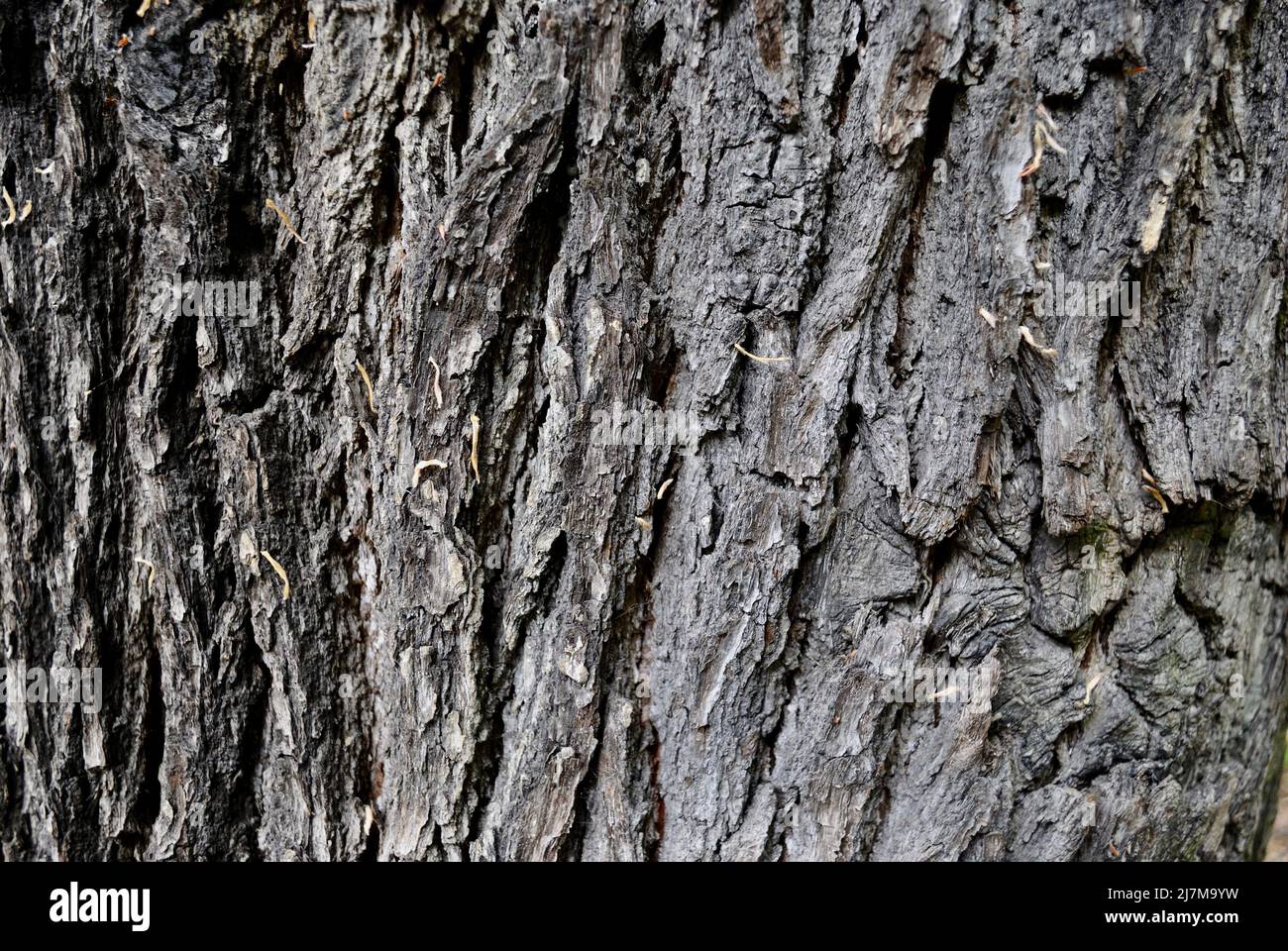 Close up Picture  in the Nature for a Tree in The Forst in Duisburg-Germany. Stock Photo