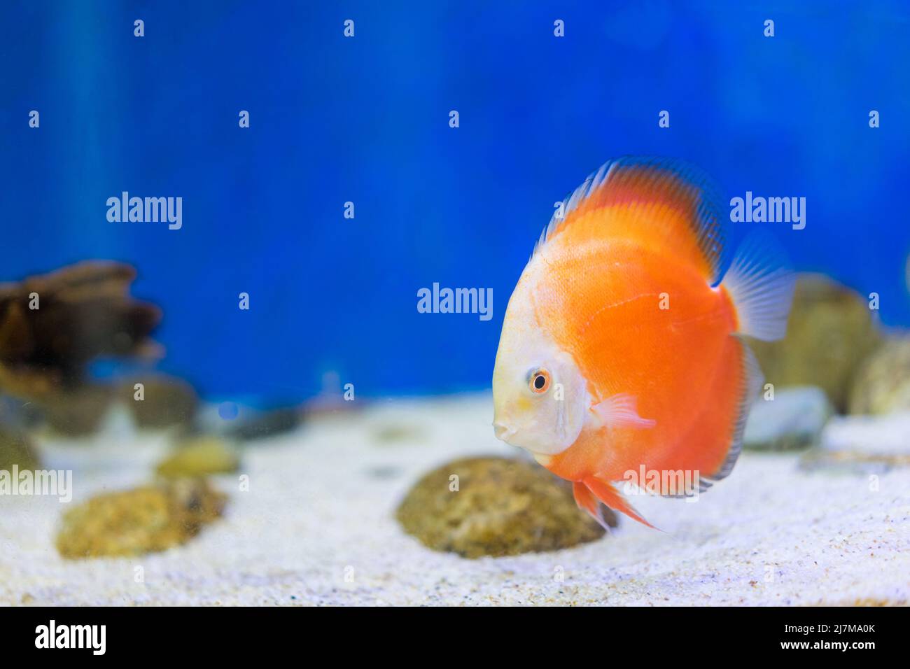 Tank fish in aquarium Stock Photo