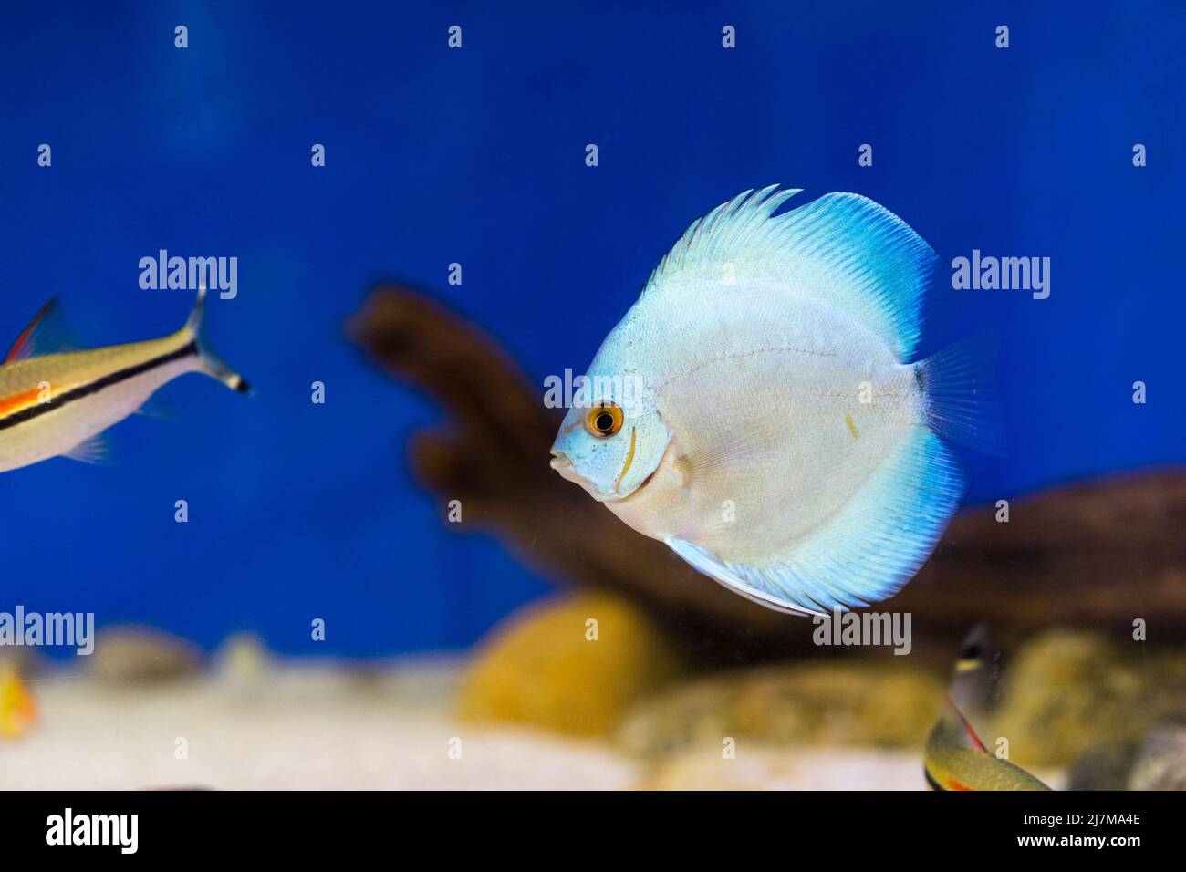 Tank fish in aquarium Stock Photo
