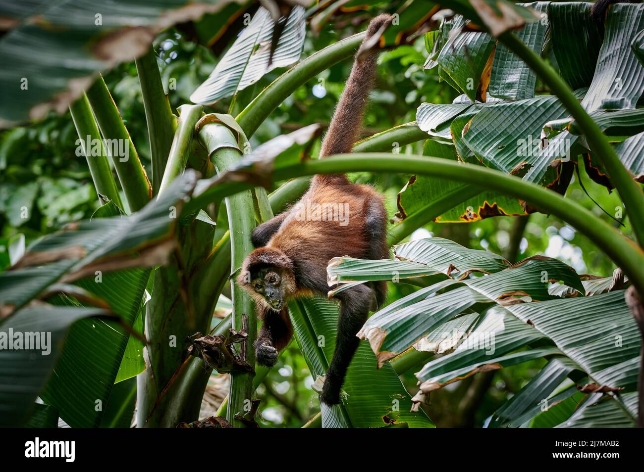 Geoffroy's spider monkey (Ateles geoffroyi) or ornate spider monkey (Ateles geoffroyi ornatus), Corcovado National Park, Osa Peninsula, Costa Rica Stock Photo