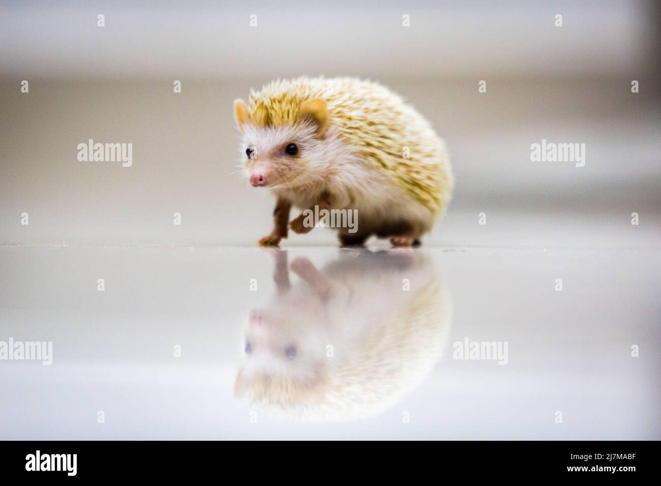 Baby hedgehog cute on floor Stock Photo