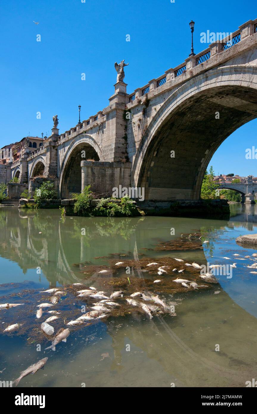 Dead fishes floating on the Tiber river near Sant'Angelo Bridge, Rome, Lazio, Italy Stock Photo