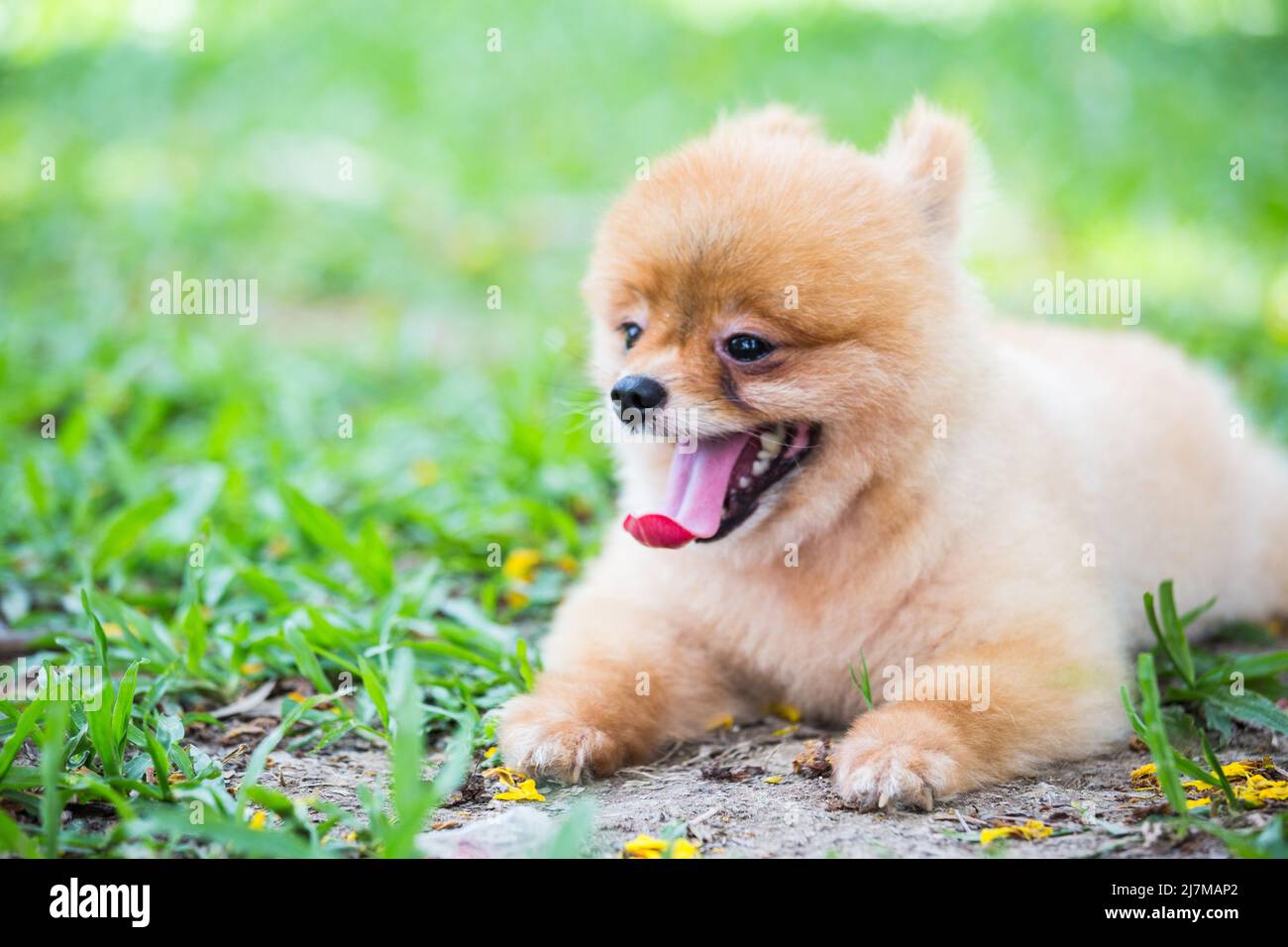 a baby dog lying on the grass Stock Photo