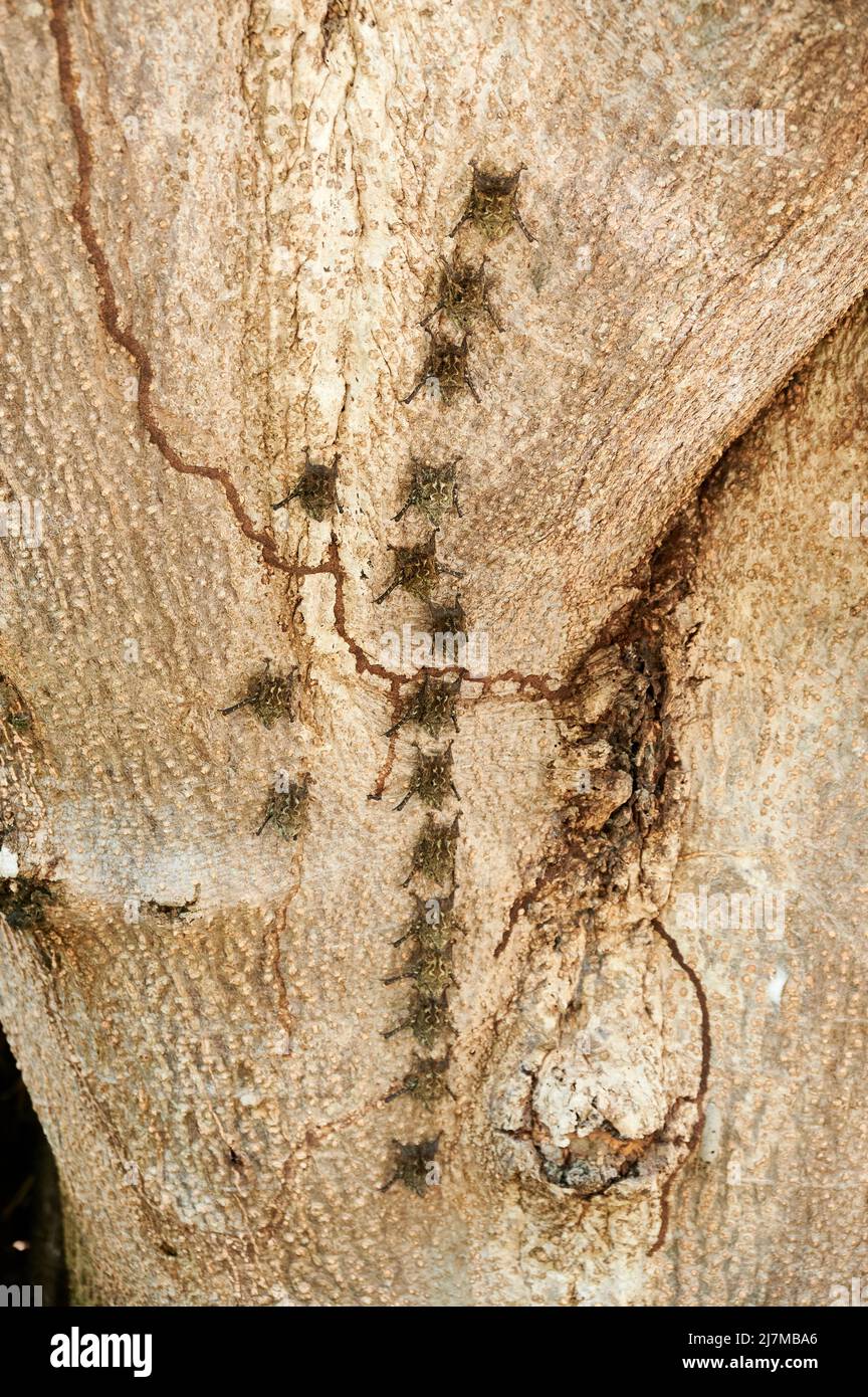 Proboscis bats or long-nosed bats (Rhynchonycteris naso) resting on a