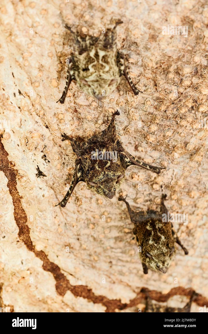 Proboscis bats or longnosed bats (Rhynchonycteris naso) resting on a tree trunk over Rio
