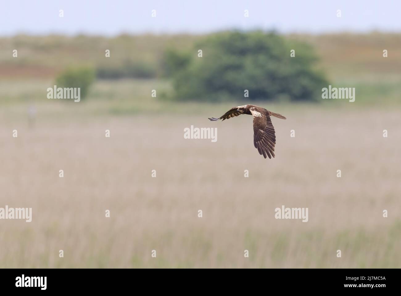 Marsh Harrier (Circus aeruginosus) Flying Low over a Reedbed Stock Photo