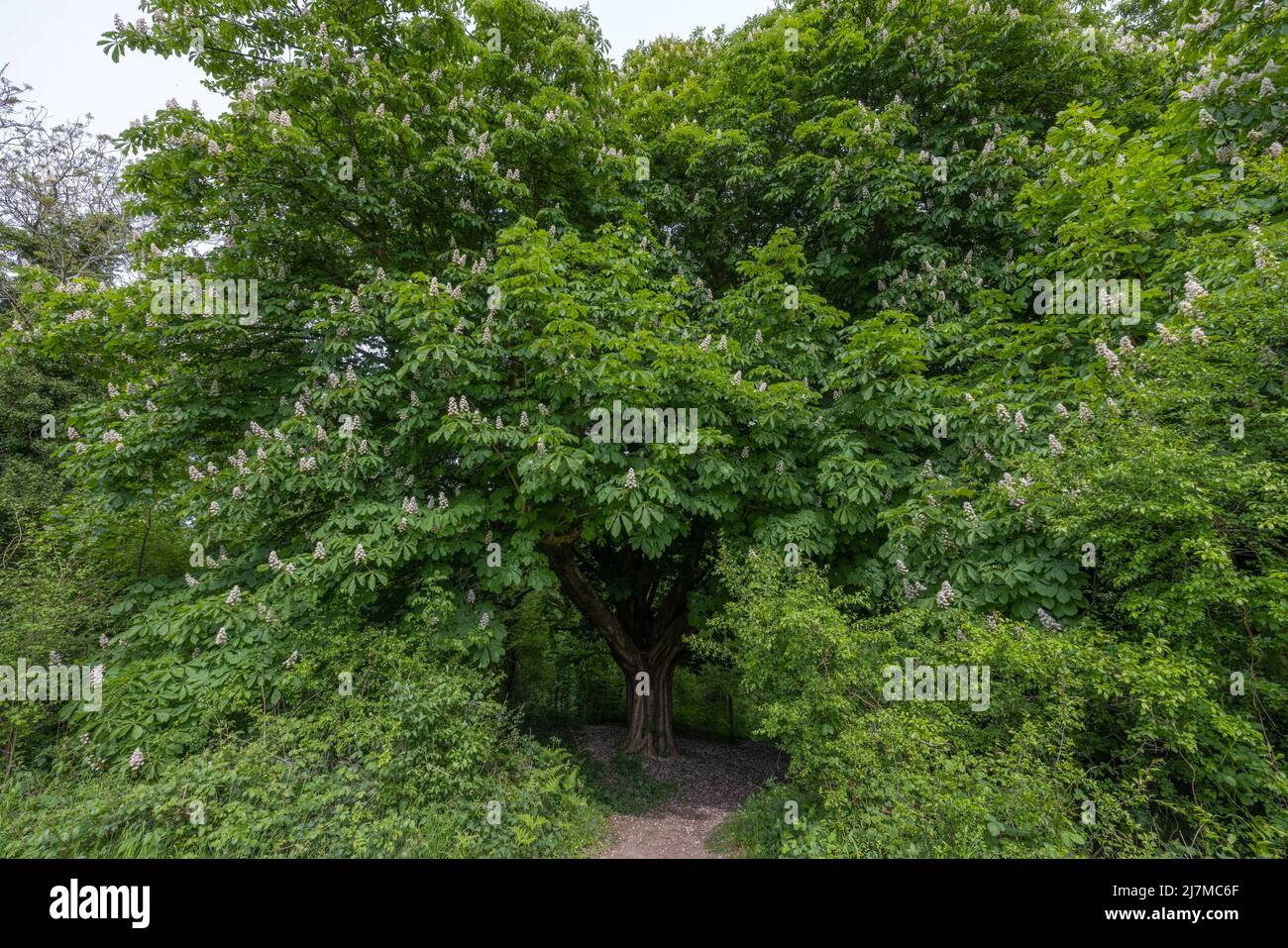Guardian of the Wood.  An Ancient Horse Chestnut Tree (Aesculus hippocastanum) at the Entrance to a Wood. Stock Photo