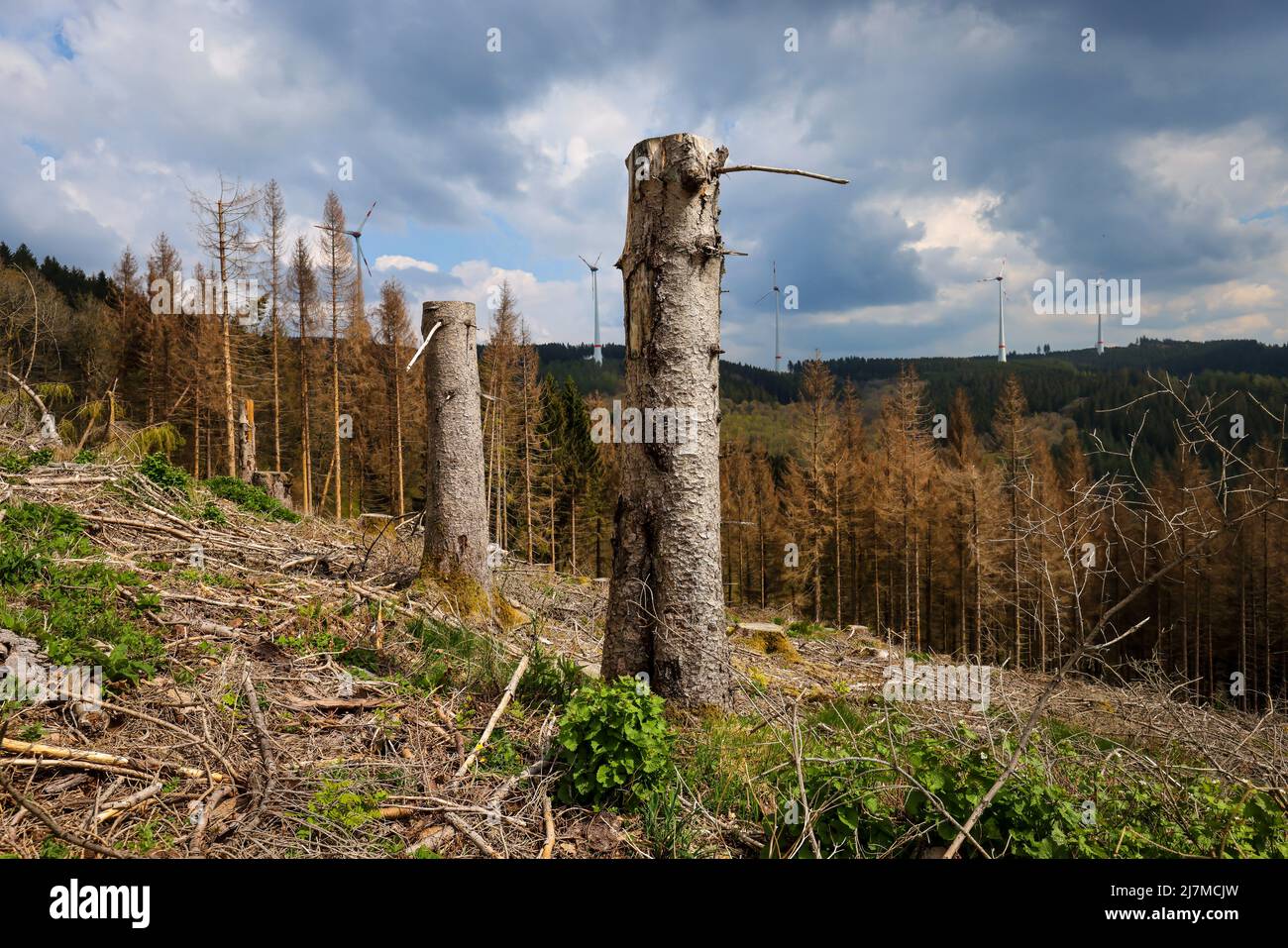 Hilchenbach, North Rhine-Westphalia, Germany - Forest dieback in the district of Siegen-Wittgenstein in Sauerland, drought and bark beetle damage spru Stock Photo