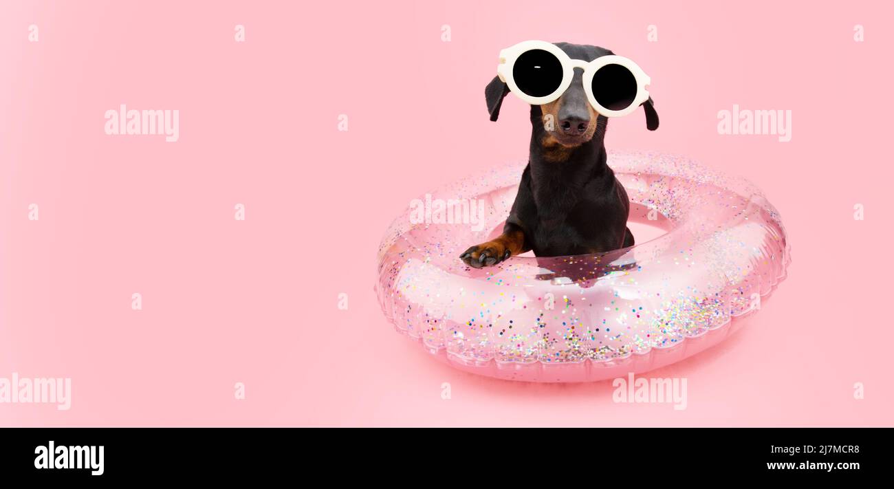 Funny dachshund dog going on vacations on summer season inside an inflatable ring. Isolated on pink coral background Stock Photo