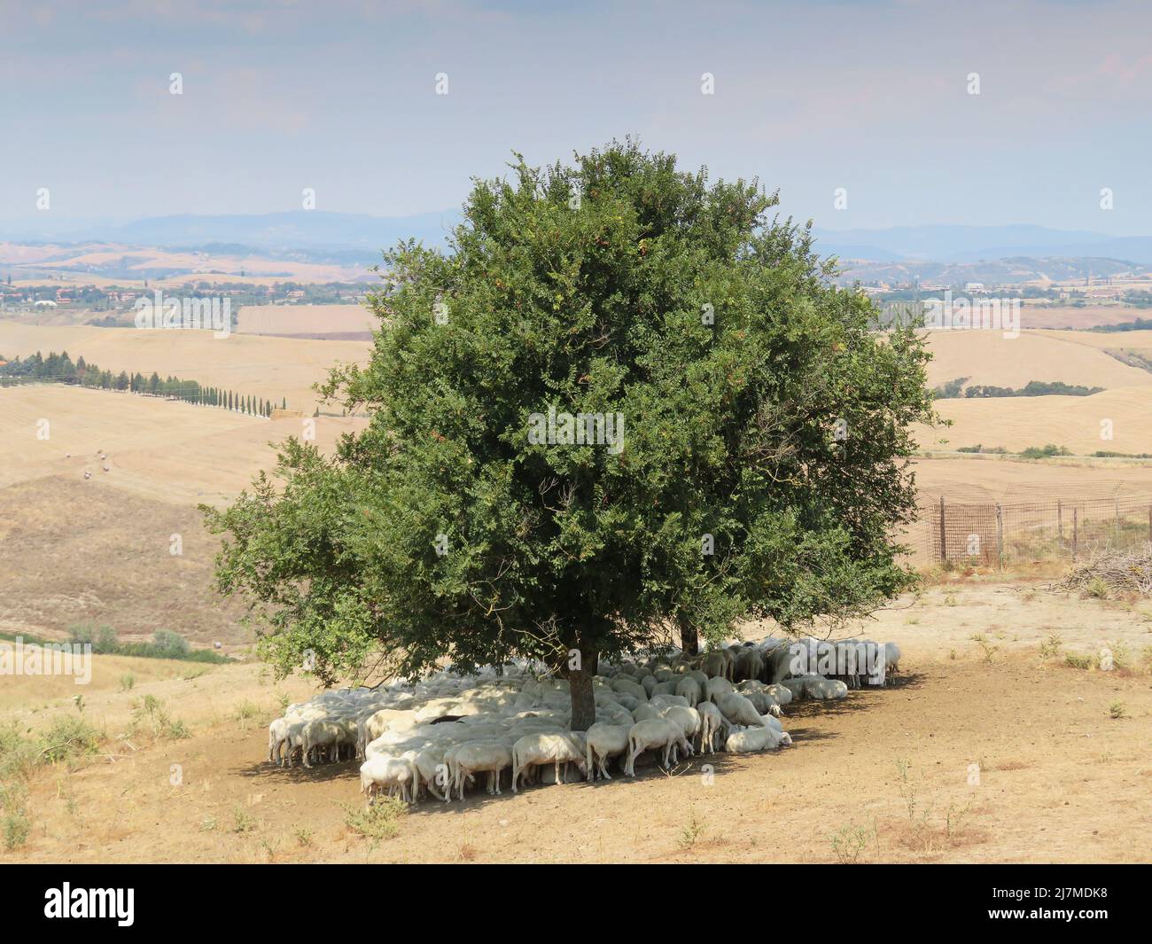 Italy, Sheep In Tuscany hide from the summer sun under a tree. Stock Photo