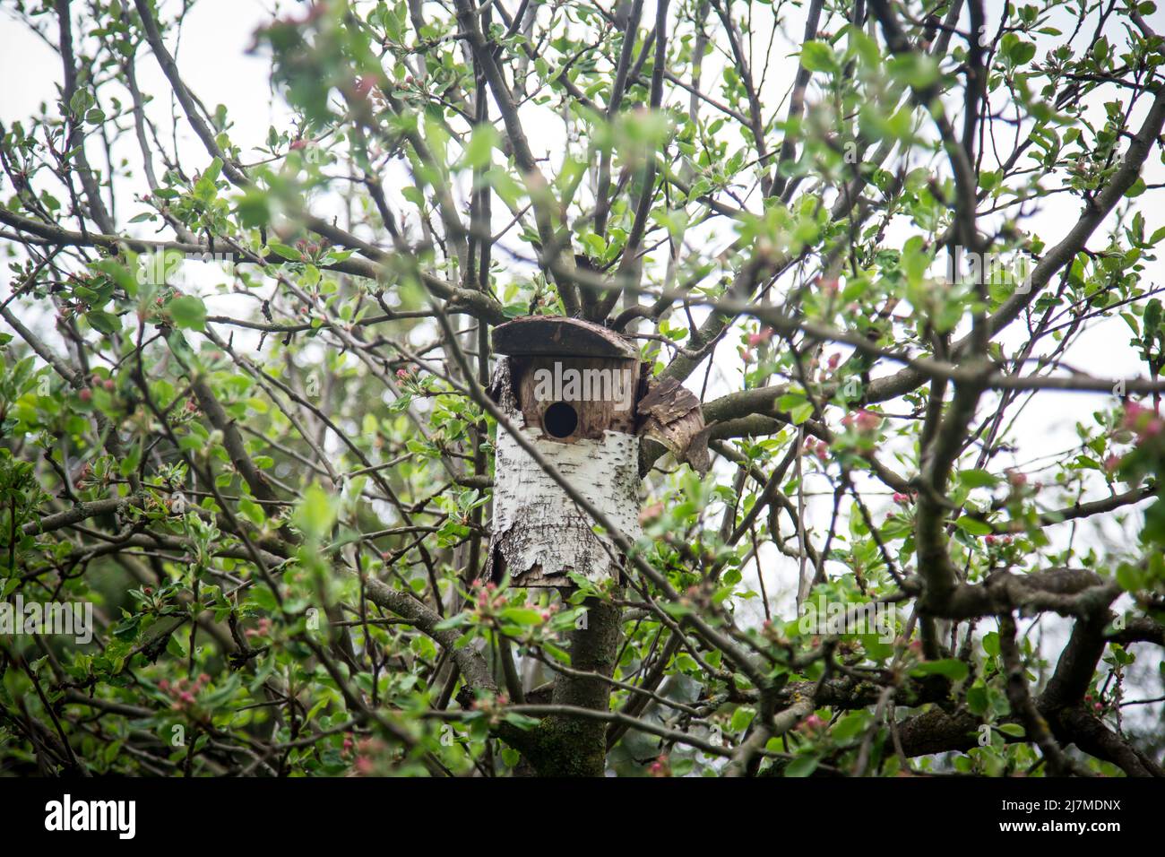 Bird house in a nature garden Stock Photo