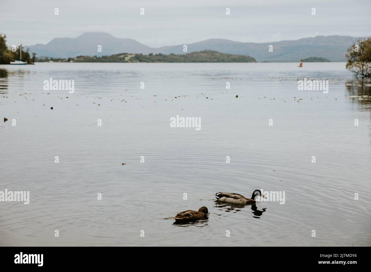 Ducks on Loch Lomond, Scotland Stock Photo