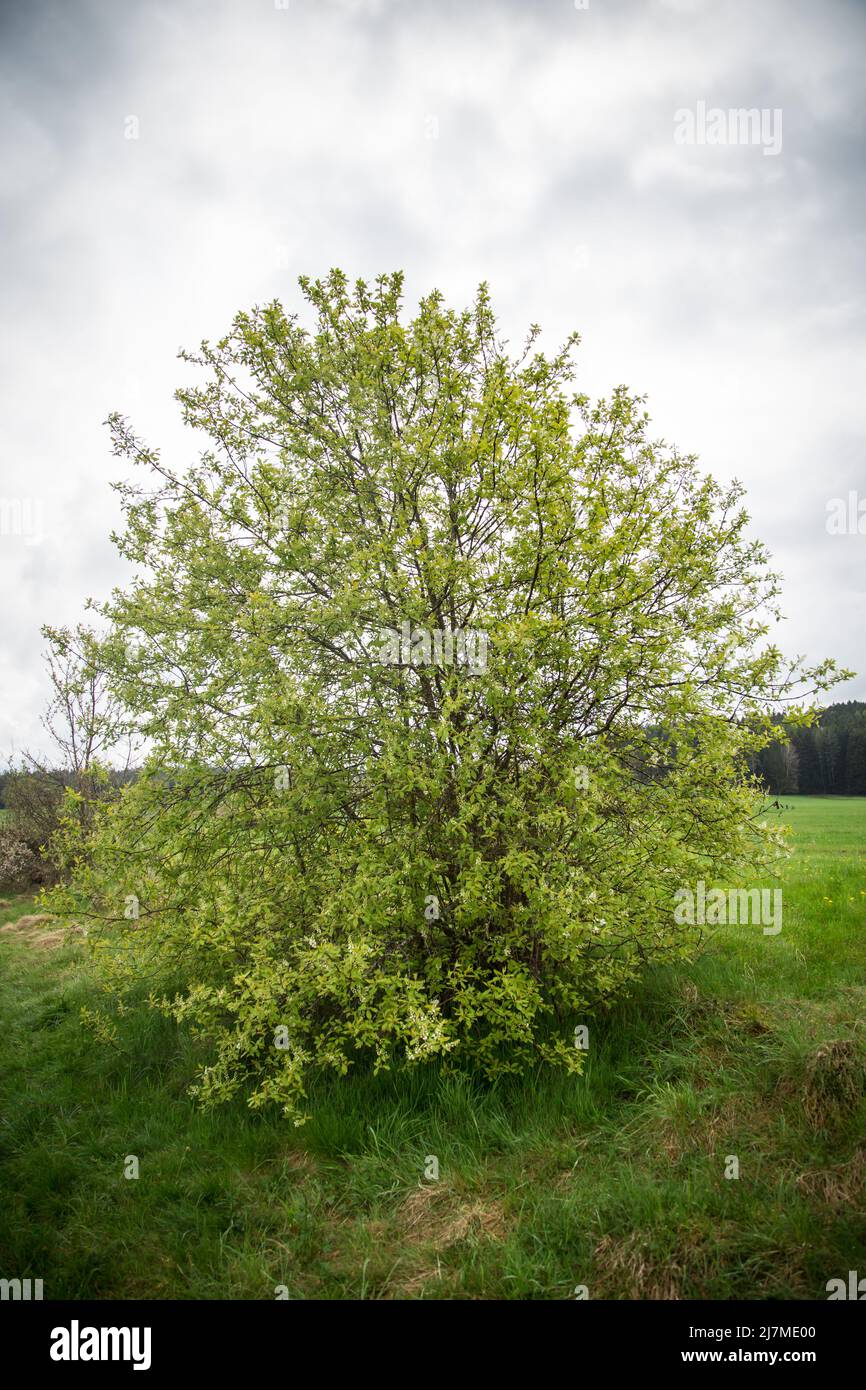 Bird cherry (Prunus padus) in the spring Stock Photo