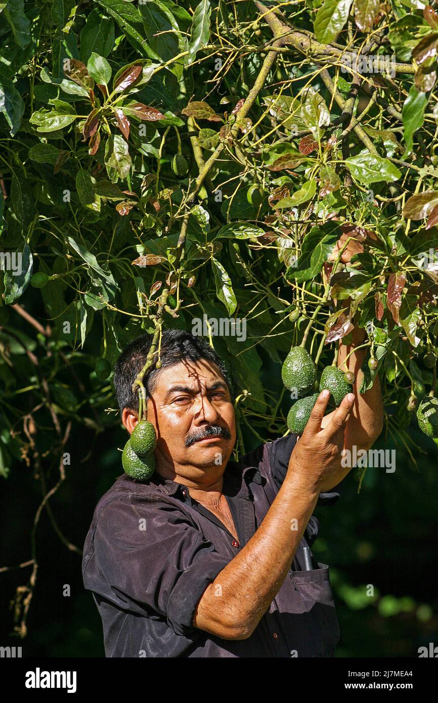 Mexico, Uruapan. Farmer harvesting avocado. The avocados are for export