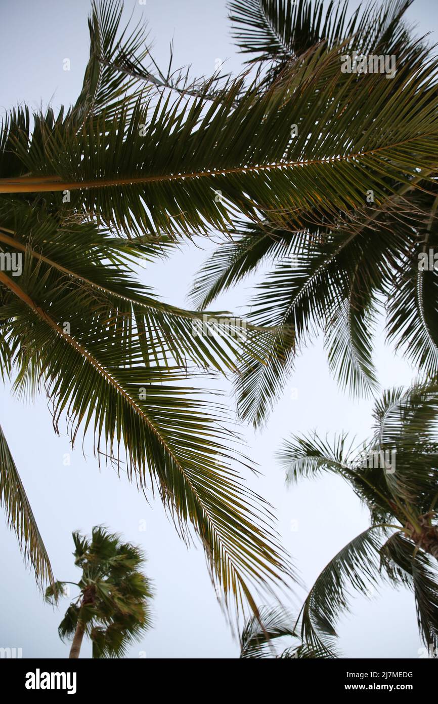 Palm Trees in Miami from below Stock Photo Alamy