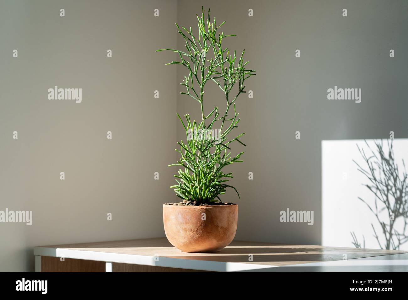 Terracotta flower pot with succulent Hatiora salicornioides standing on the table at home. Sunlight. Stock Photo