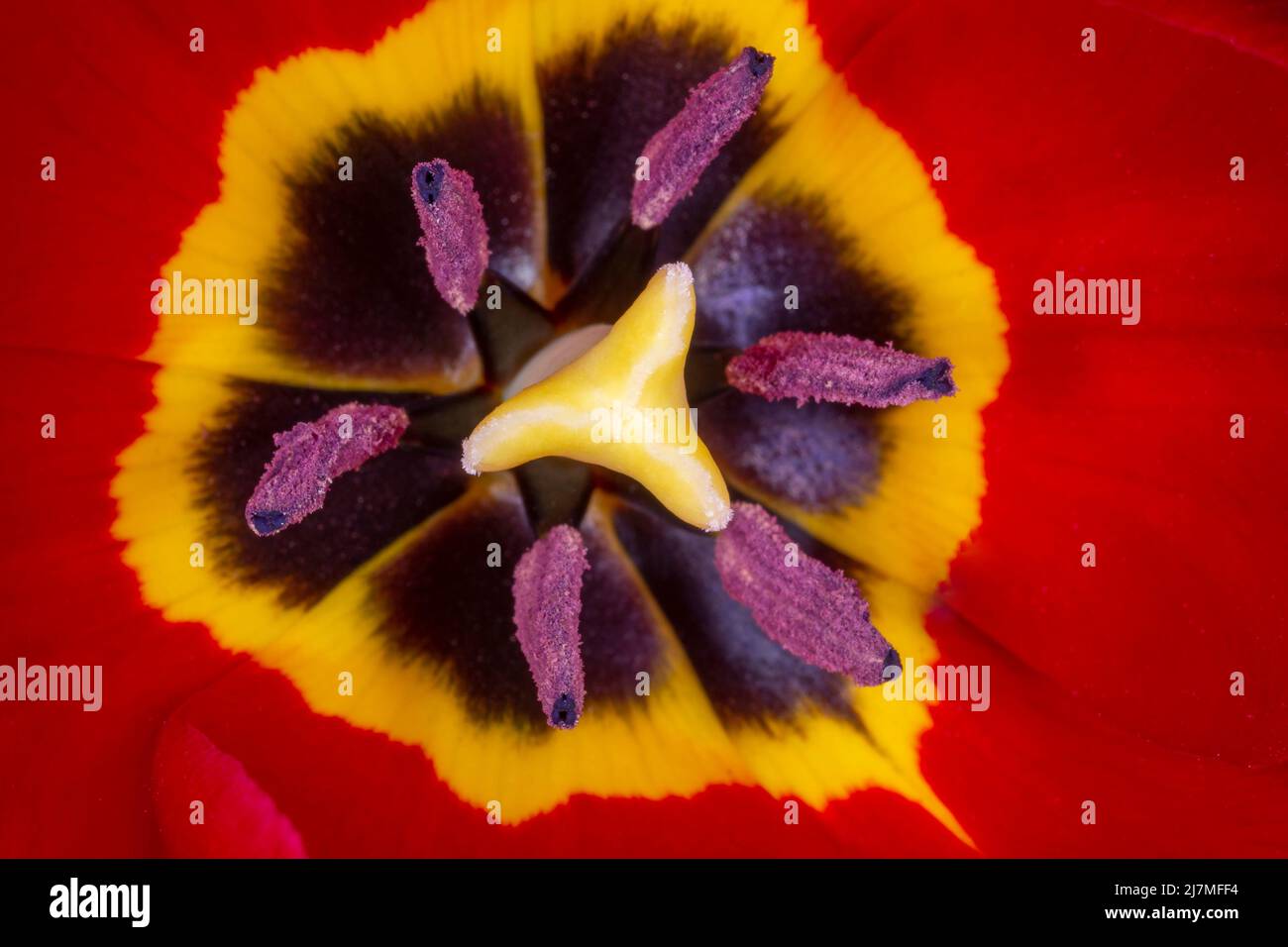 close up of red tulip flower inside Stock Photo - Alamy