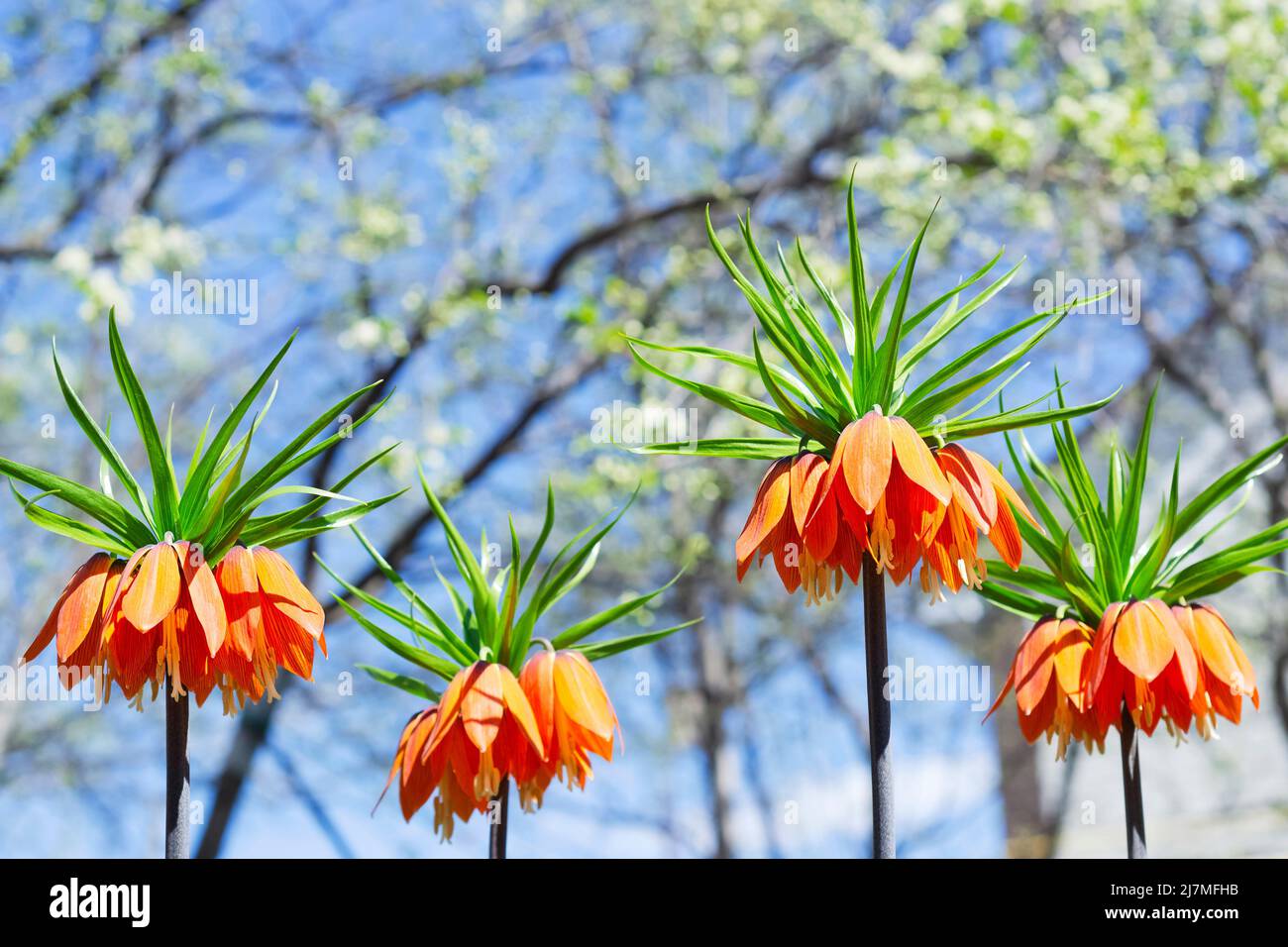 Orange flowers of Fritillaria Imperialis bloom in early spring against the background of flowering fruit trees. Selective focus Stock Photo