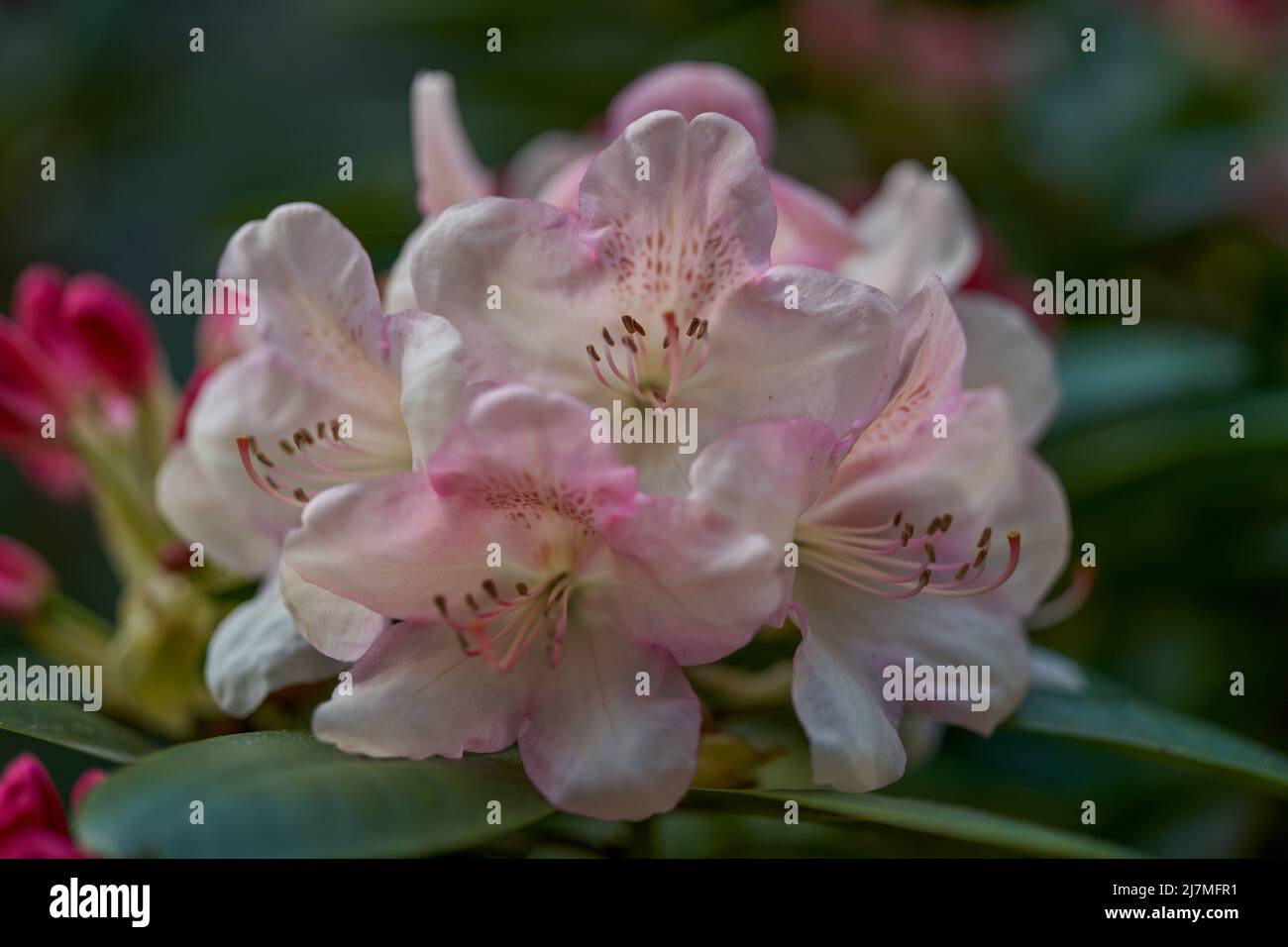 Rhododendron ehrengold hi-res stock photography and images - Alamy