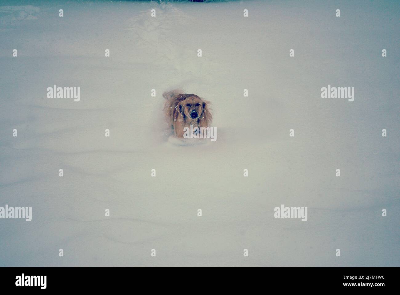 Golden Retriever dog playing in the snow Stock Photo - Alamy