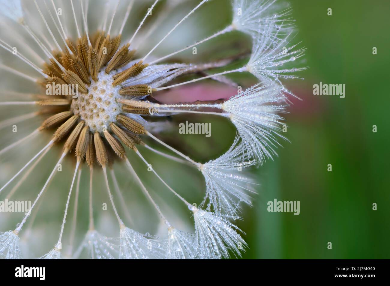 Dandelion seeds with morning dew Stock Photo
