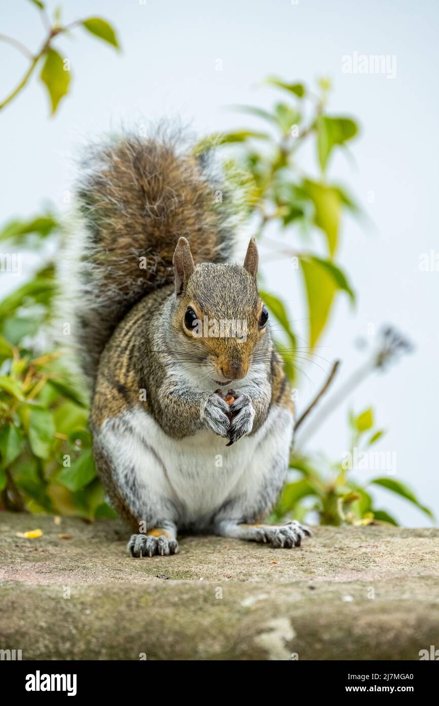 Grey Squirrel, Sciurus carolinensis sitting on a bridge feeding. Stock Photo