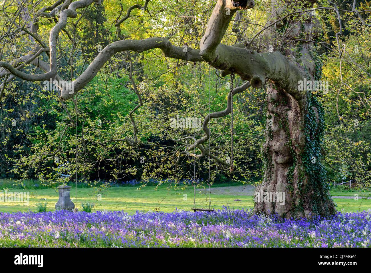 Big tree with a rope and a swing surrounded by bluebell flowers Stock Photo