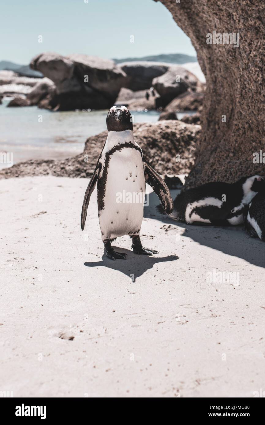 Pinguine am Boulders Beach - Kapstadt Stock Photo