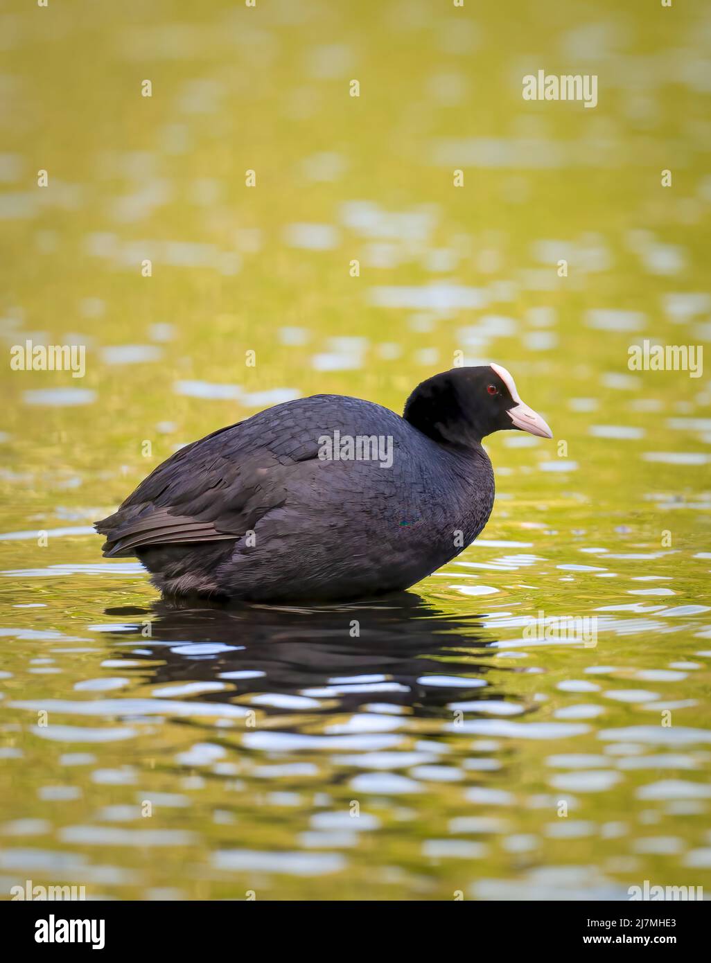 British water birds hi-res stock photography and images - Alamy