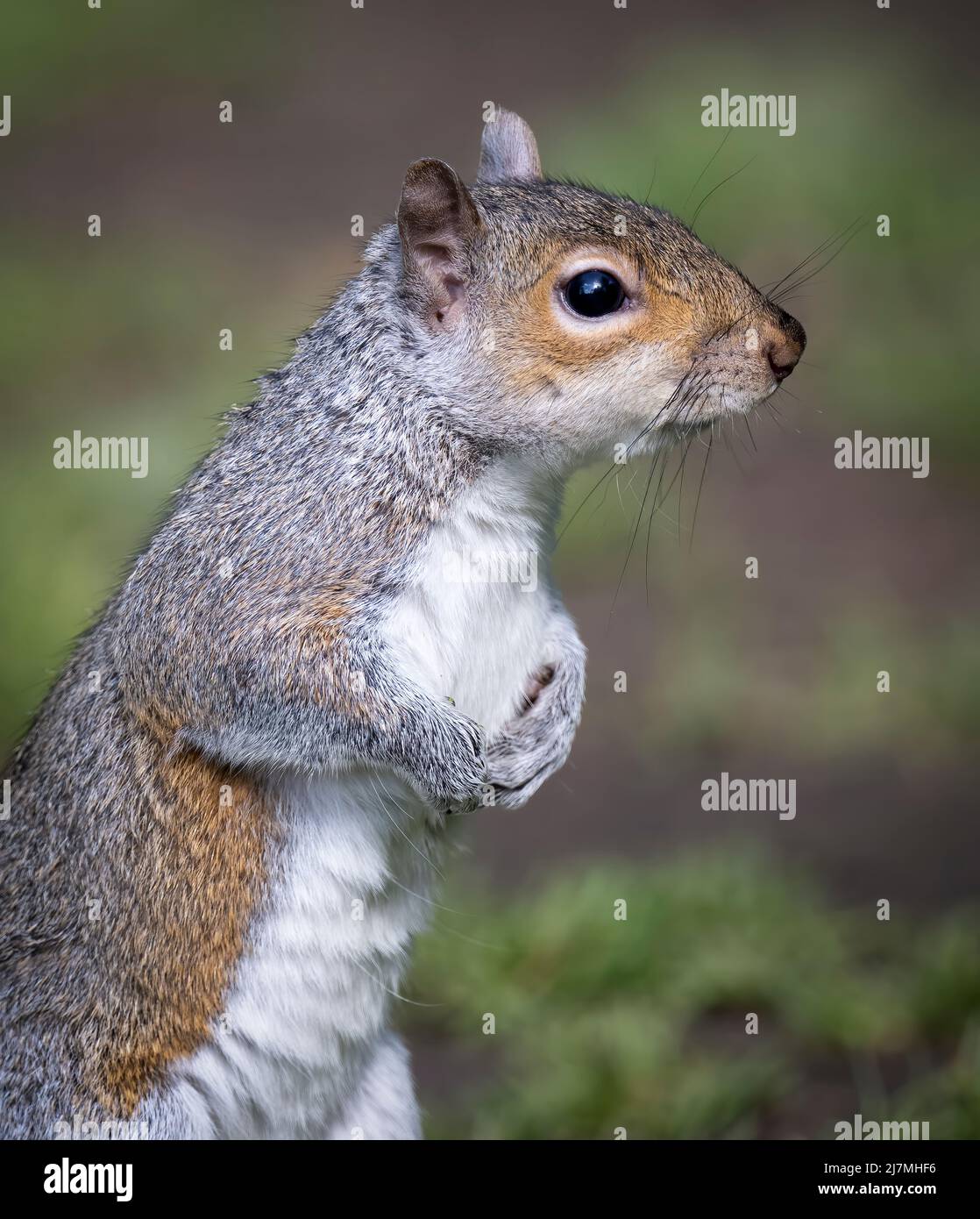 Cute, Grey Squirrel, Sciurus carolinensis), foraging in woodland. This American 'import' is a controversial animal both loved and loathed Stock Photo