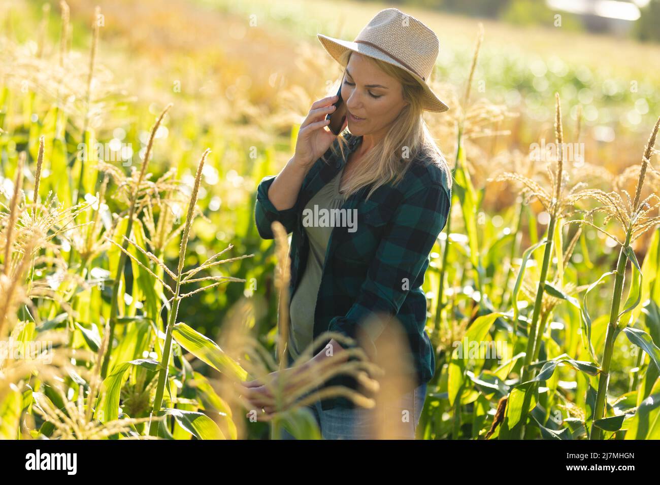 Caucasian mid adult female agronomist wearing hat talking over phone while examining crops in farm Stock Photo