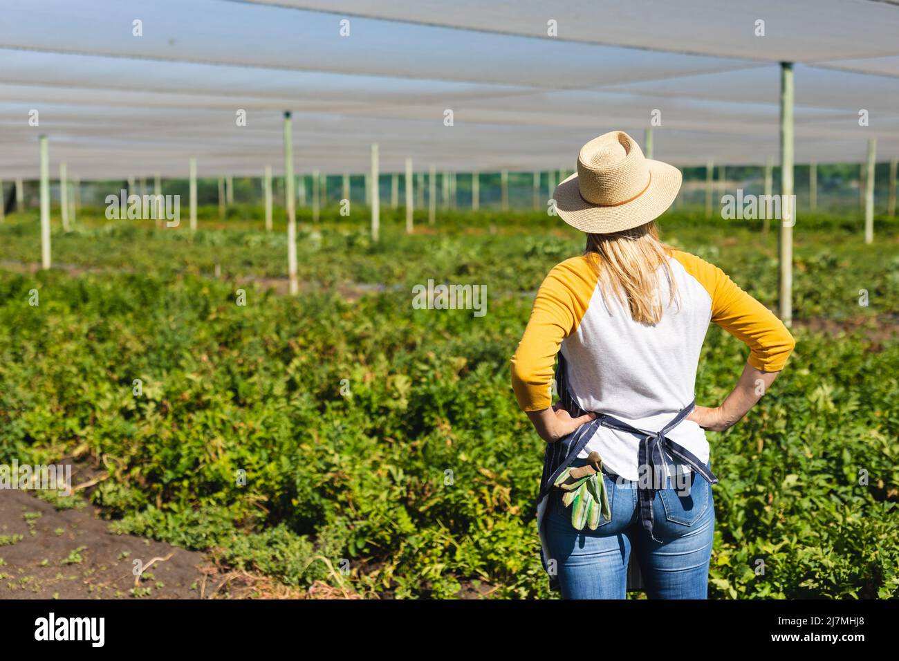 Rear view of caucasian mid adult female farmer wearing hat with arms akimbo standing in greenhouse Stock Photo