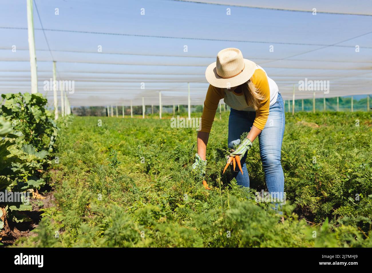 Caucasian mid adult female farmer wearing hat picking carrots from plants in greenhouse Stock Photo