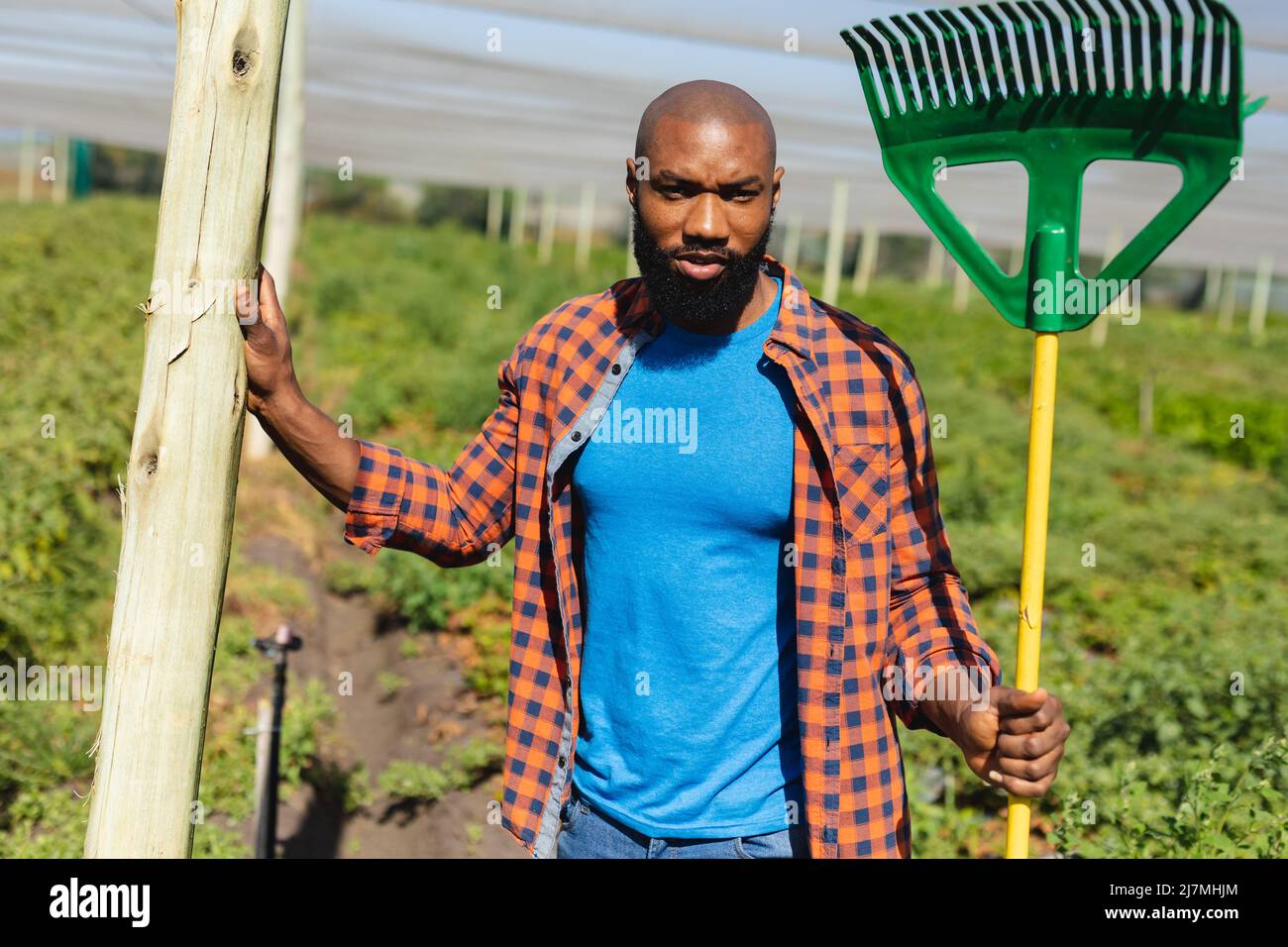 Portrait of serious african american mid adult bald farmer with pitchfork standing in greenhouse Stock Photo