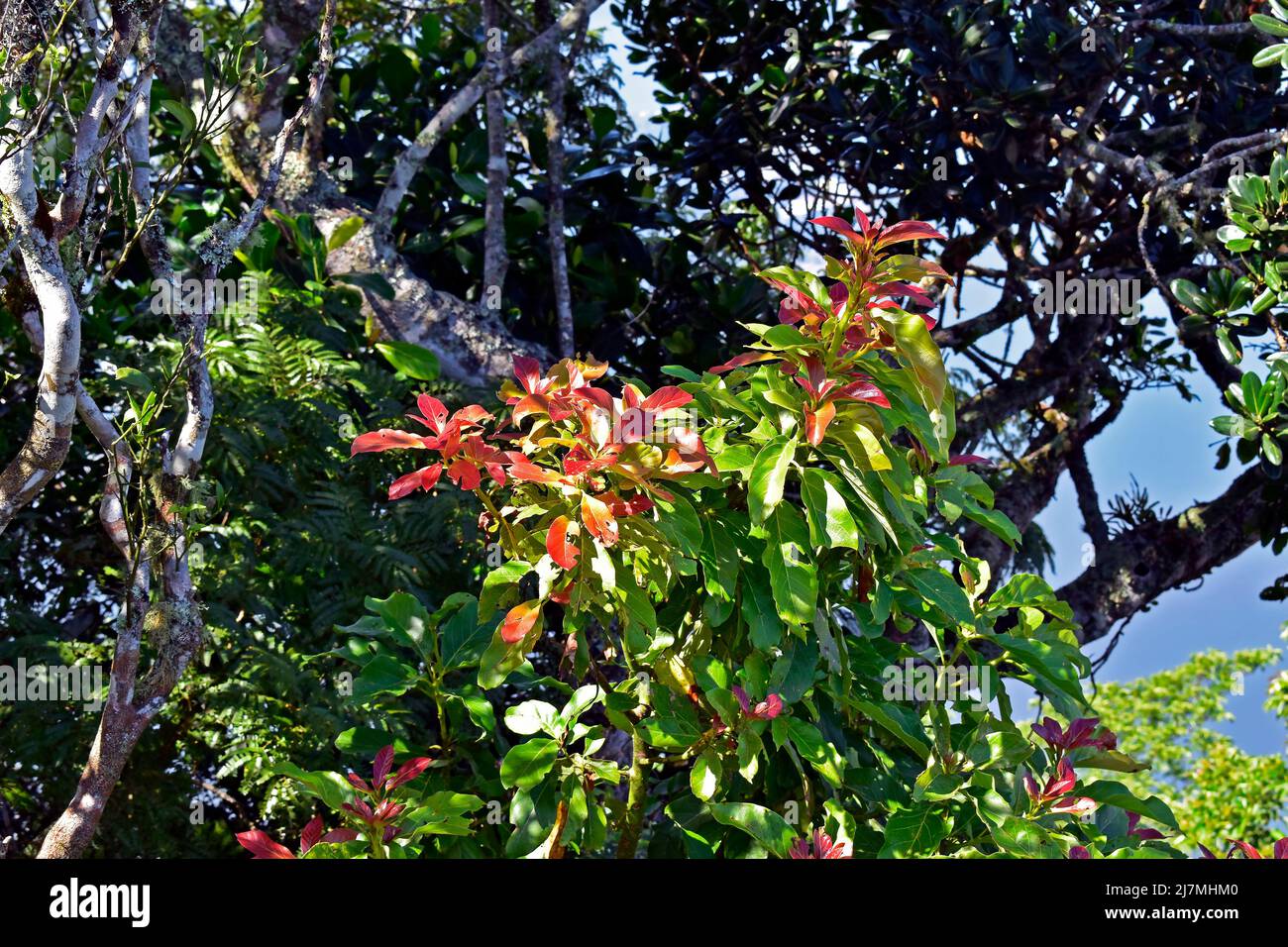 New avocado tree leaves, Rio Stock Photo