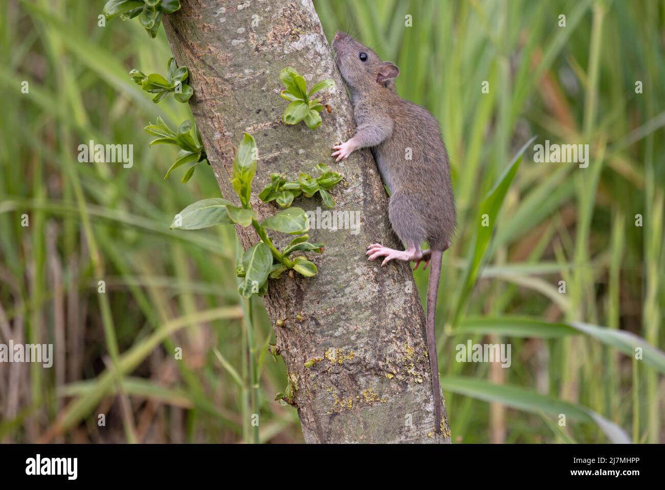 Brown Common Sewer Hanover Norway Norwegian Wharf Rat (Rattus
