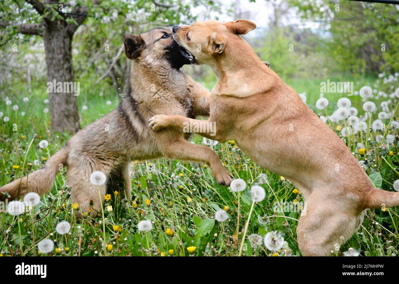 Two dogs playing in nature. Looks like clash or fight Stock Photo - Alamy