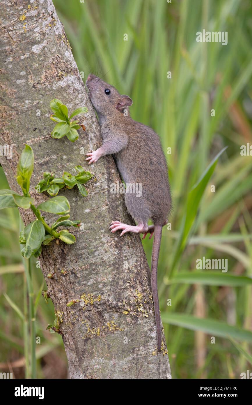 Tree rats hires stock photography and images Alamy