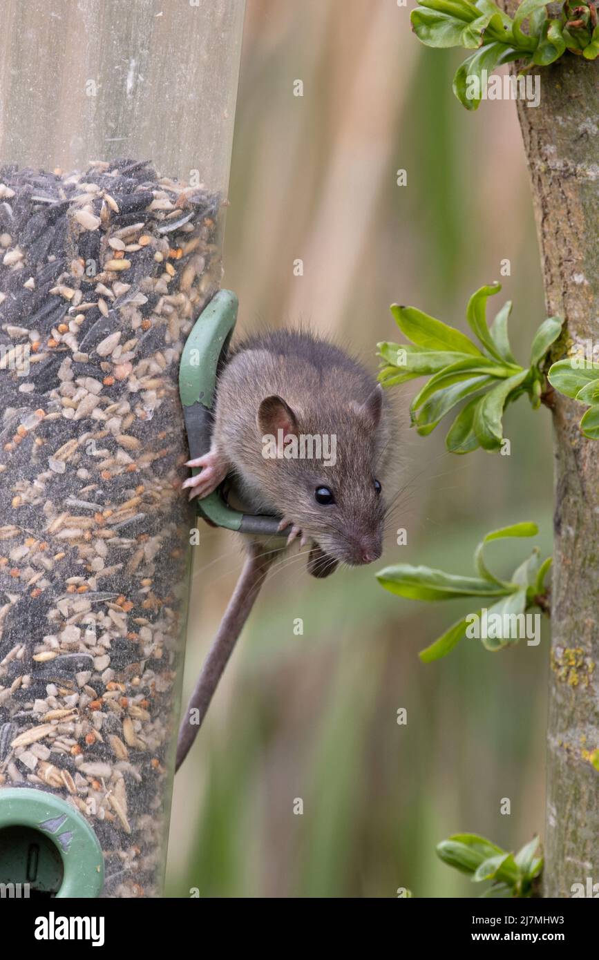 Brown Common Sewer Hanover Norway Norwegian Wharf Rat (Rattus norvegicus) at feeder Suffolk