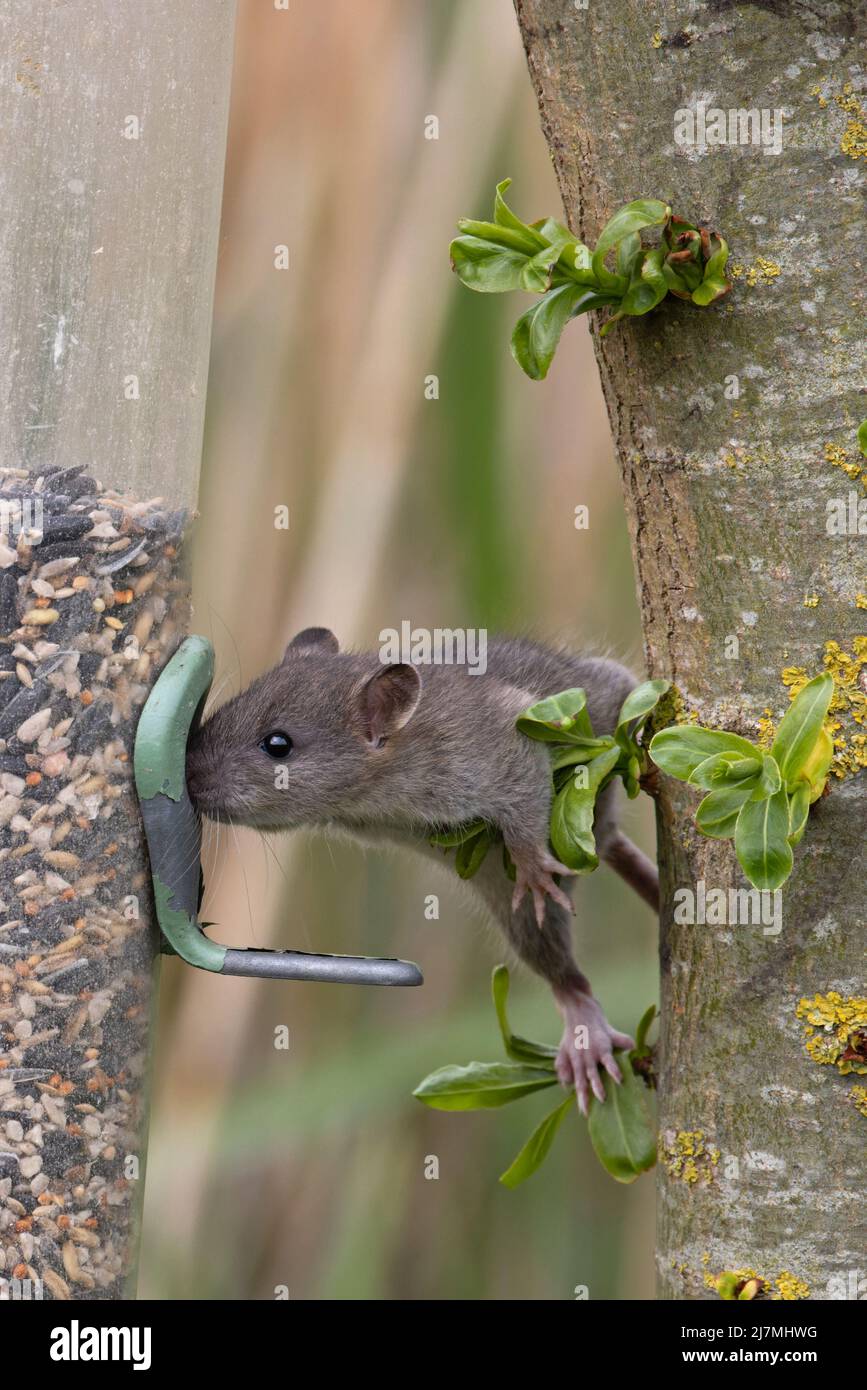 Brown Common Sewer Hanover Norway Norwegian Wharf Rat (Rattus norvegicus) at feeder Suffolk