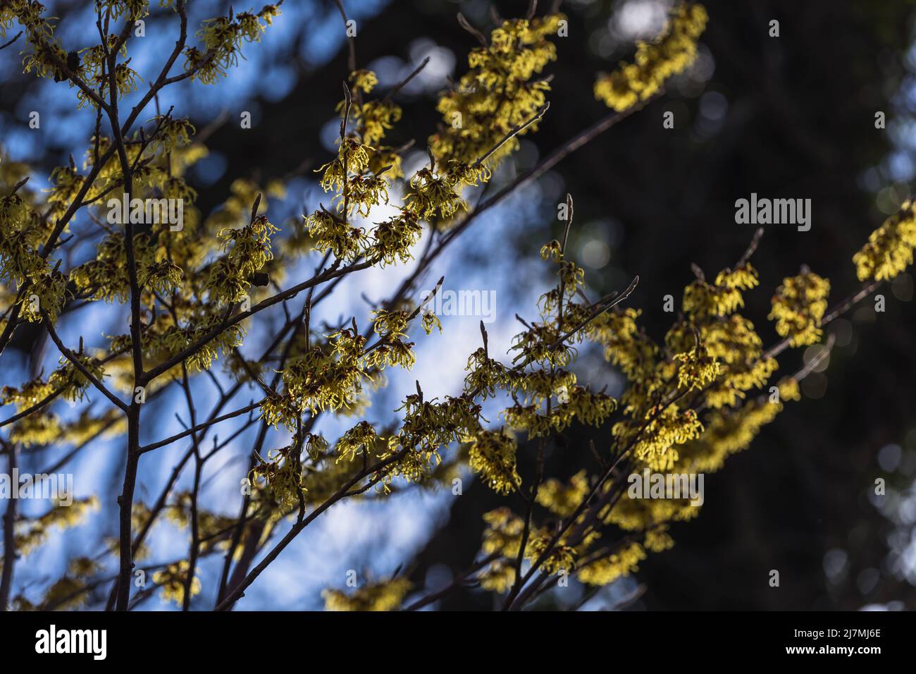 Vibrant yellow flowering stems of Hamamelis x intermedia 'Arnold Promise' / witch hazel, late winter Stock Photo